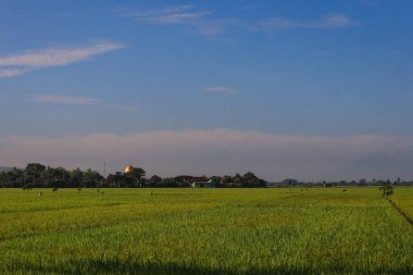 A lush, rural landscape of marshy paddy fields and pastures, filled with grasses and crops beneath a vast sky streaked with clouds.