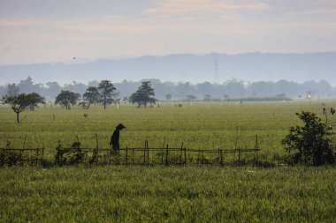 Kudus,December 2022. A lush, rural landscape of marshy paddy fields and pastures, filled with grasses and crops beneath a vast sky streaked with clouds.