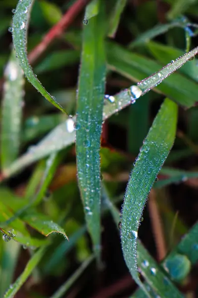 Leaf patch exposed to bright green water morning dew perched on glossy leaves, surrounded by lush greenery and water drops.