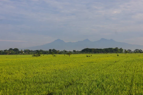 A lush, rural landscape of marshy paddy fields and pastures, filled with grasses and crops beneath a vast sky streaked with clouds.