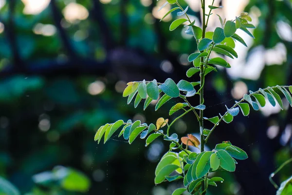 Leaf patch exposed to bright green water morning dew perched on glossy leaves, surrounded by lush greenery and water drops.