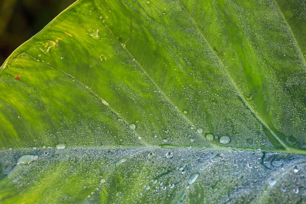 Leaf patch exposed to bright green water morning dew perched on glossy leaves, surrounded by lush greenery and water drops.