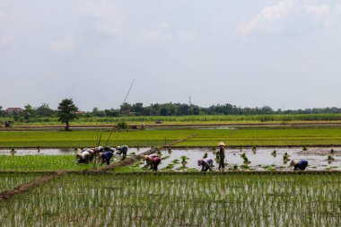 Kudus,December 2022. A lush, rural landscape of marshy paddy fields and pastures, filled with grasses and crops beneath a vast sky streaked with clouds.
