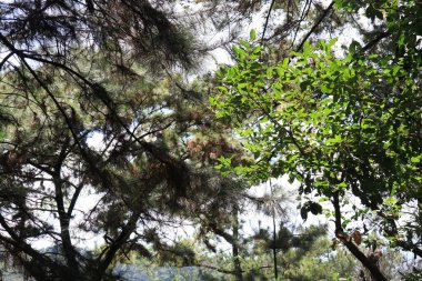 Korunmuş orman ağaçlarının fotoğraf portresi, Sreni Indah turizmi, ki bu serin, taze, tatil için serin, Kudus.
