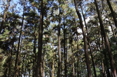 Korunmuş orman ağaçlarının fotoğraf portresi, Sreni Indah turizmi, ki bu serin, taze, tatil için serin, Kudus.