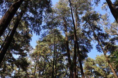 Korunmuş orman ağaçlarının fotoğraf portresi, Sreni Indah turizmi, ki bu serin, taze, tatil için serin, Kudus.