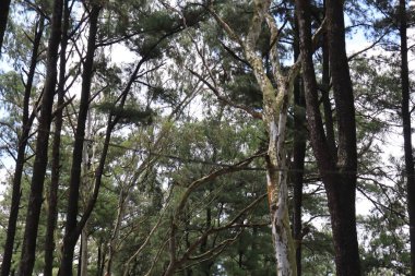Korunmuş orman ağaçlarının fotoğraf portresi, Sreni Indah turizmi, ki bu serin, taze, tatil için serin, Kudus.