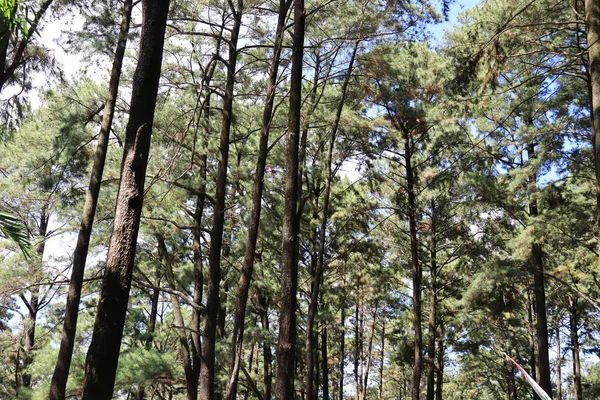 Korunmuş orman ağaçlarının fotoğraf portresi, Sreni Indah turizmi, ki bu serin, taze, tatil için serin, Kudus.