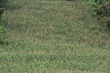 Büyük bir avlu dolusu yabani bitkinin fotoğrafı, sabah güzel ve serin yeşil.