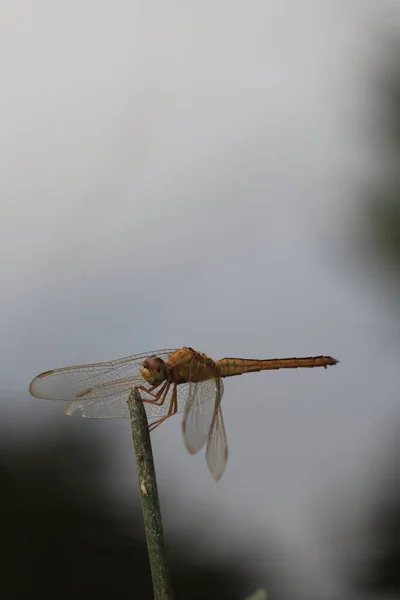 一张蜻蜓栖息在植物上吸收花汁的照片 — 图库照片