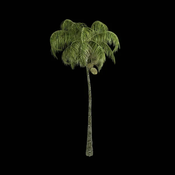 Palmeira Isolada Fundo Preto — Fotografia de Stock