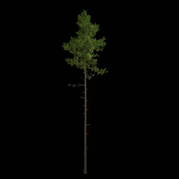 Дерево Выделено Черном Фоне — стоковое фото