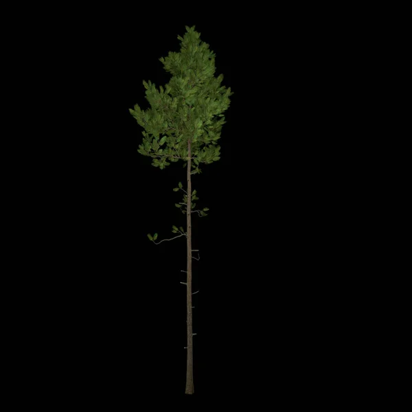 Render Árvore Fundo Preto — Fotografia de Stock