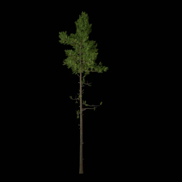 Árvore Isolada Fundo Preto — Fotografia de Stock