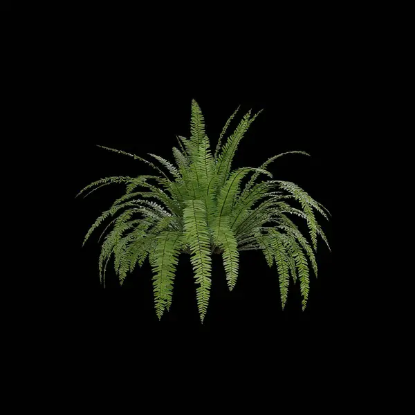 Siyah Arka Planda Izole Edilmiş Yeşil Bir Bitkinin Boyutlu Görüntülenmesi — Stok fotoğraf