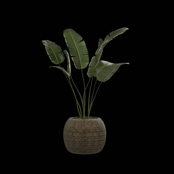 Darstellung Einer Pflanze Isoliert Auf Schwarzem Hintergrund — Stockfoto