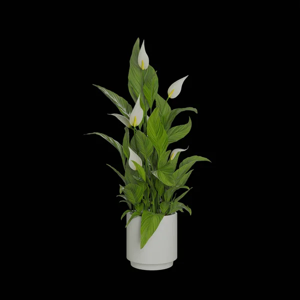 Lírio Branco Vaso — Fotografia de Stock