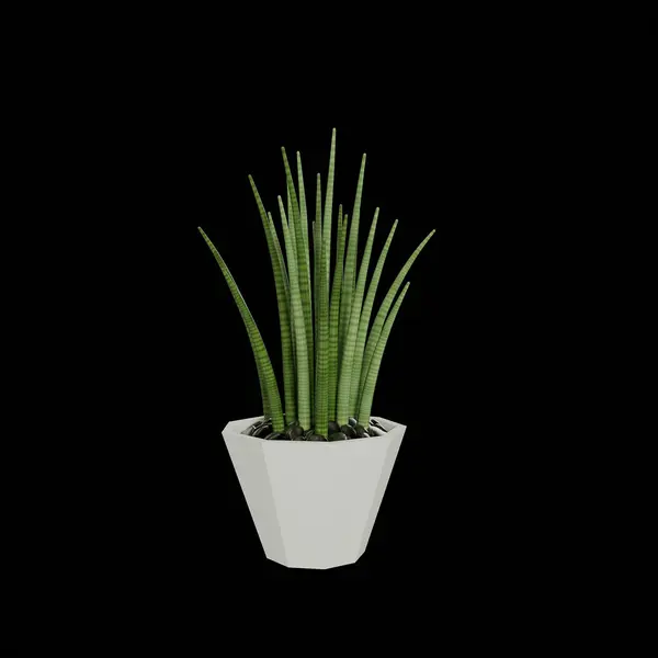 Renderização Plantas Suculentas Isoladas Preto — Fotografia de Stock