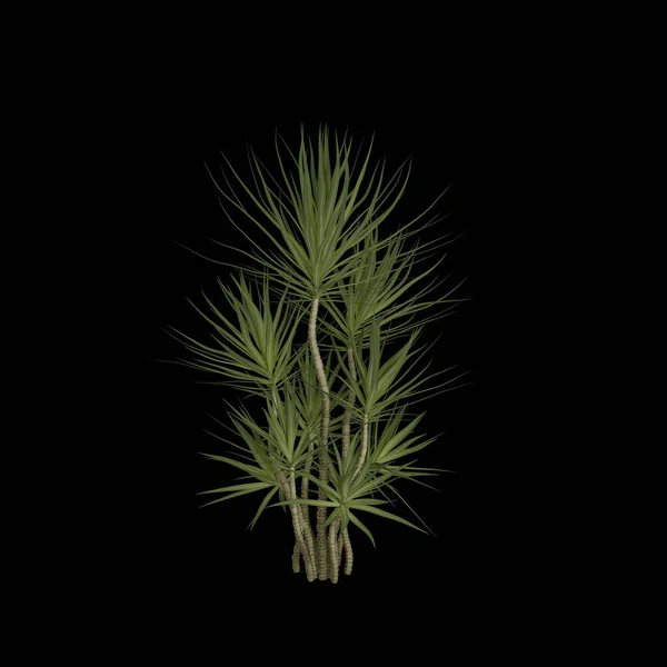 Визуализация Вечнозеленого Дерева Черном Фоне — стоковое фото