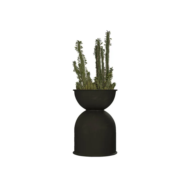 Planta Vaso — Fotografia de Stock