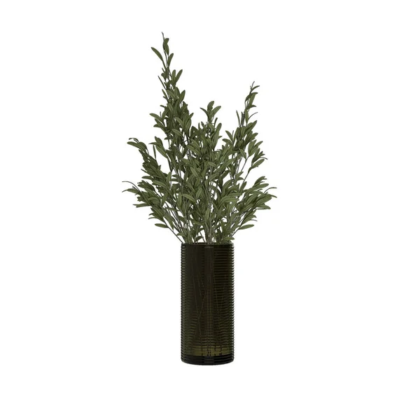 Planta Vaso — Fotografia de Stock