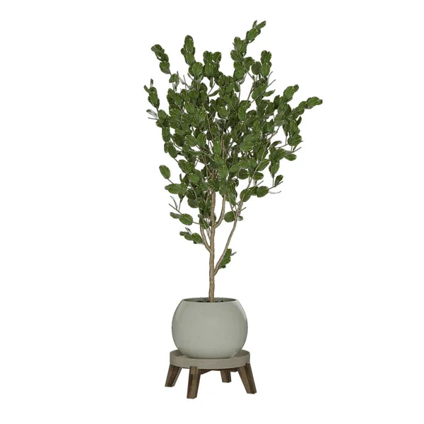 Bonsai Baum Isoliert Auf Weiß — Stockfoto
