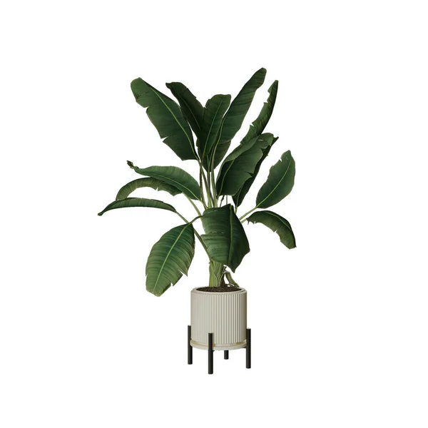 Plant Een Pot — Stockfoto