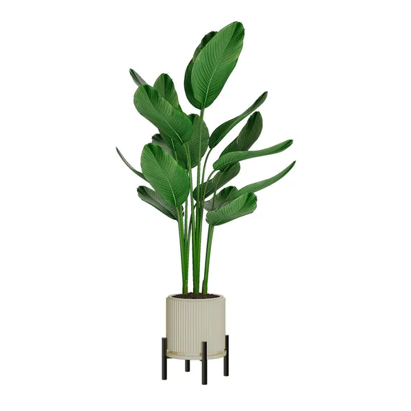 Pflanze Der Vase — Stockfoto