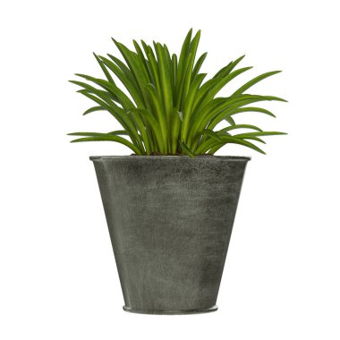 Beyaz arkaplanda izole edilmiş saksı bitkisi