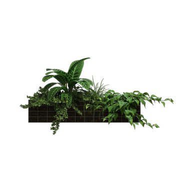 Beyaz arkaplanda izole yeşil bitki