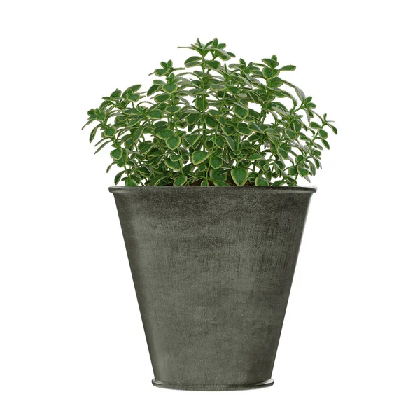 Növény Pot Izolált Fehér Háttér — Stock Fotó