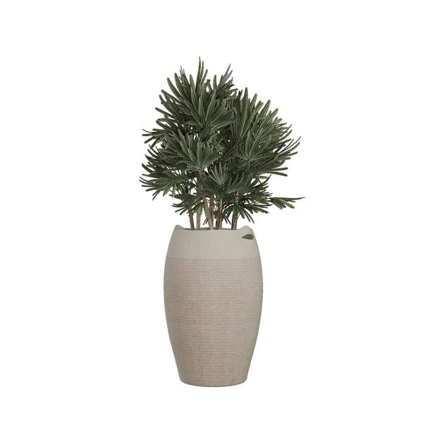 Vase Mit Eukalyptus Auf Weißem Hintergrund — Stockfoto