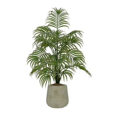 Beyaz arka planda dekoratif saksı bitkileri