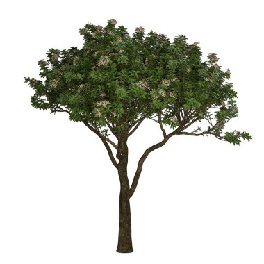 Beyaz arkaplanda izole edilmiş ağaç