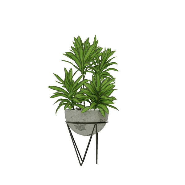 Ecorative Plants Pots White Background — Stock Photo, Image