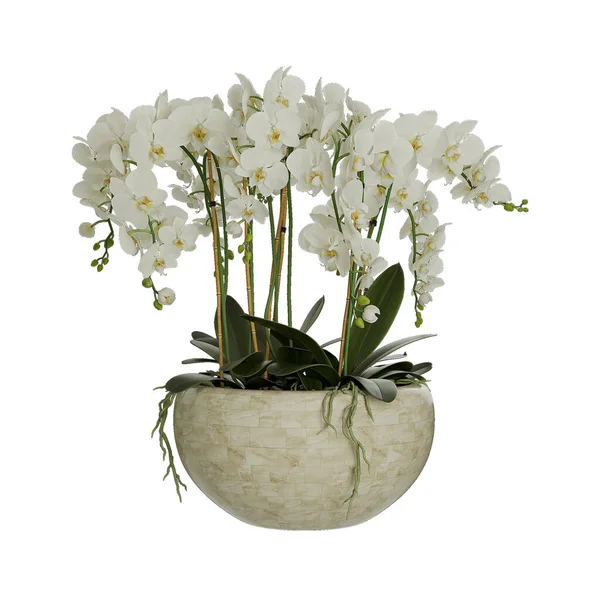 Dekoracyjne Kwiaty Wazonie Białym Tle — Zdjęcie stockowe