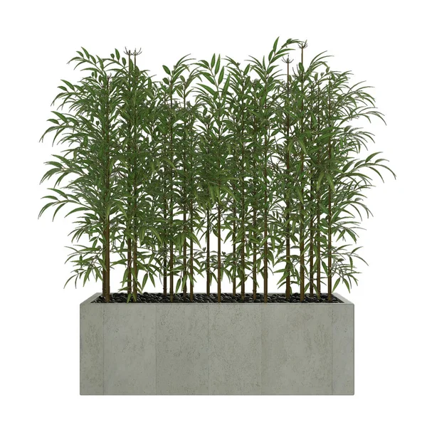 Bambù Vaso Sfondo Bianco — Foto Stock