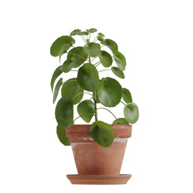 Beyaz arkaplanda izole edilmiş saksı bitkileri