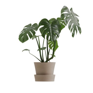 Beyaz arkaplanda izole edilmiş saksı bitkileri