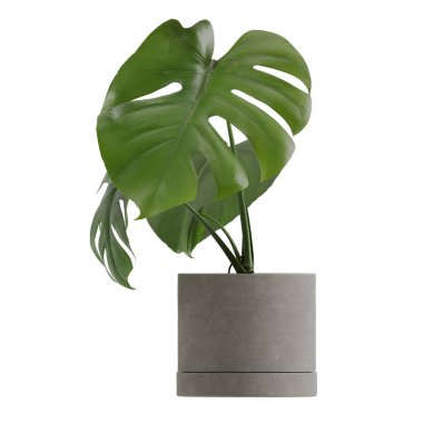 Beyaz arkaplanda izole edilmiş saksı bitkileri