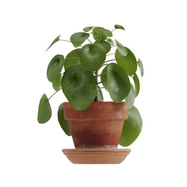 Beyaz arkaplanda izole edilmiş saksı bitkileri