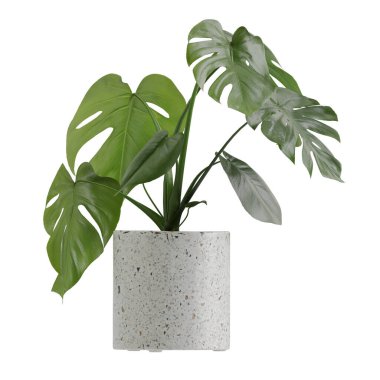 Beyaz arkaplanda izole edilmiş saksı bitkileri