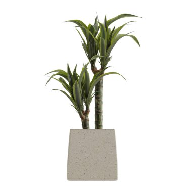 Beyaz arkaplanda izole edilmiş saksı bitkileri