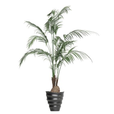 Beyaz arkaplanda izole edilmiş saksı bitkileri