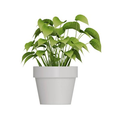 Beyaz arkaplanda izole edilmiş saksı bitkileri