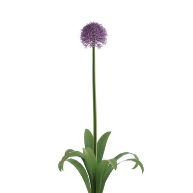 beyaz arkaplanda izole edilmiş çiçek