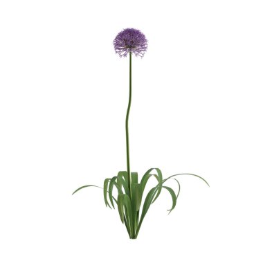 beyaz arkaplanda izole edilmiş çiçek