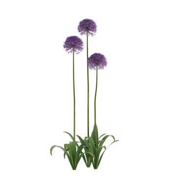 beyaz arkaplanda izole edilmiş çiçek