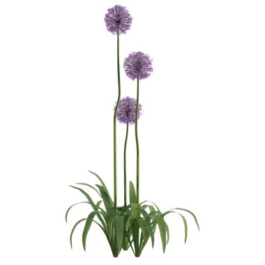 beyaz arkaplanda izole edilmiş çiçek