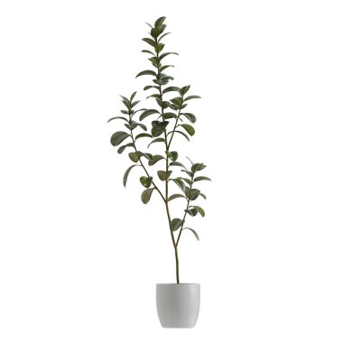 Beyaz arkaplanda izole edilmiş saksı bitkileri